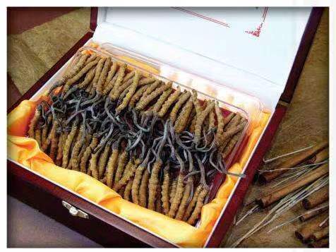 绥化冬虫夏草回收